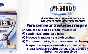 Antibiotico para perros y gatos