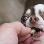 Medicamentos humanos venenosos para mascotas