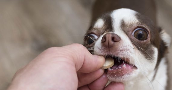 Medicamentos humanos venenosos para mascotas