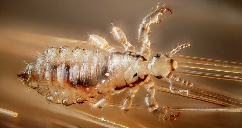 Piojos de los humanos Piojos de los humanos